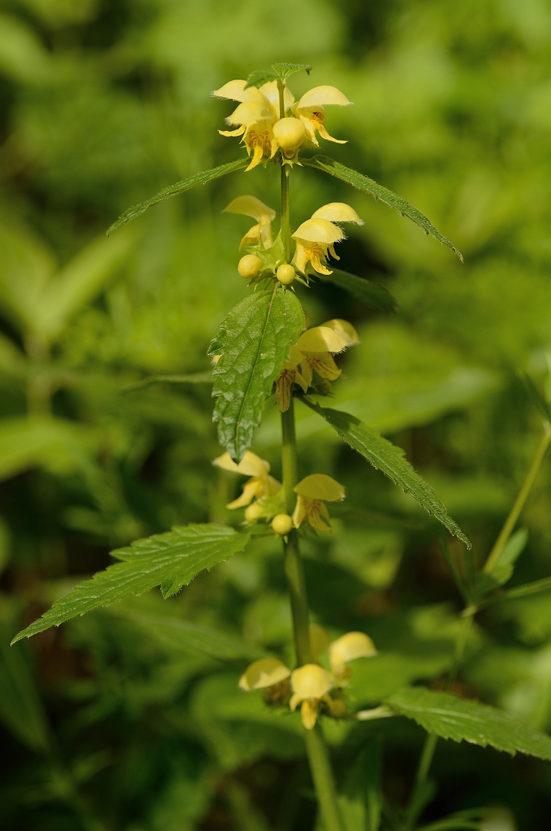 David Plant Photography - Wildlife Photography - Yellow archangel - D.jpg - Yellow archangel flowering spike - Cambridgeshire