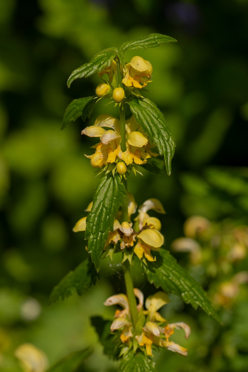 David Plant Photography - Wildlife Photography - Yellow archangel - E.jpg - Yellow archangel - Cotswolds