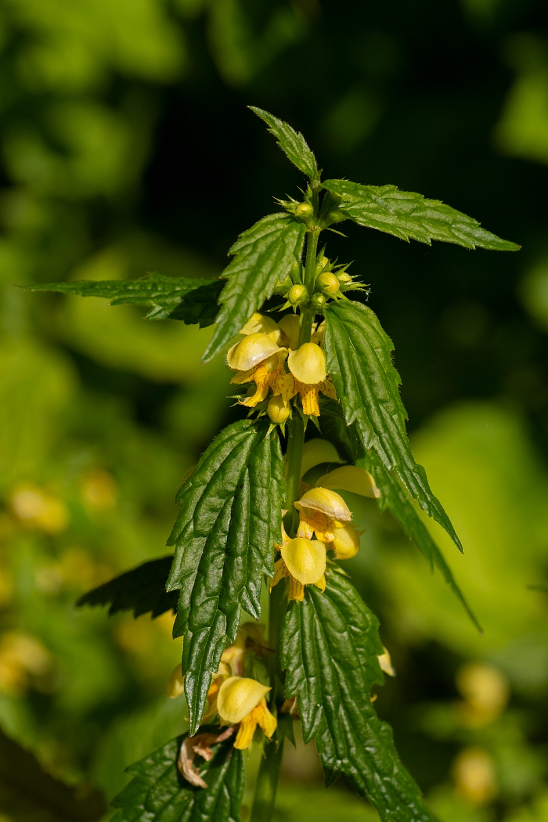David Plant Photography - Wildlife Photography - Yellow archangel - F.jpg - Yellow archangel - Cotswolds