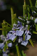 David Plant Photography - Wildlife Photographer - Rosemary - A
