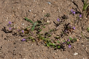 David Plant Photography - Wildlife Photography - Basil thyme - A