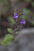 David Plant Photography - Wildlife Photography - Basil thyme - D