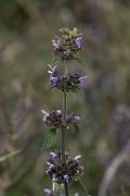 David Plant Photography - Wildlife Photography - Black horehound - A