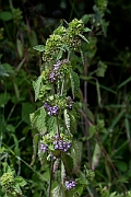 David Plant Photography - Wildlife Photography - Black horehound - B