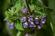 David Plant Photography - Wildlife Photography - Black horehound - C