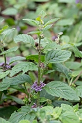 David Plant Photography - Wildlife Photography - Corn mint - A