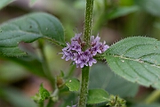 David Plant Photography - Wildlife Photography - Corn mint - B