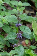 David Plant Photography - Wildlife Photography - Corn mint - D