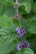 David Plant Photography - Wildlife Photography - Corn mint - E
