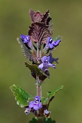 David Plant Photography - Wildlife Photography - Ground-ivy - A