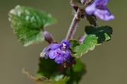 David Plant Photography - Wildlife Photography - Ground-ivy - D