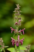 David Plant Photography - Wildlife Photography - Hedge woundwort - A