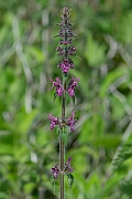 David Plant Photography - Wildlife Photography - Hedge woundwort - C