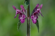 David Plant Photography - Wildlife Photography - Hedge woundwort - D