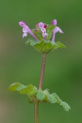 David Plant Photography - Wildlife Photography - Henbit dead-nettle - A