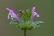David Plant Photography - Wildlife Photography - Henbit dead-nettle - B