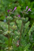 David Plant Photography - Wildlife Photography - Henbit dead-nettle - C