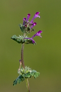 David Plant Photography - Wildlife Photography - Henbit dead-nettle - F