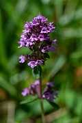 David Plant Photography - Wildlife Photography - Large thyme - A