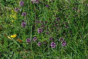 David Plant Photography - Wildlife Photography - Large thyme - C