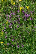 David Plant Photography - Wildlife Photography - Large thyme - D