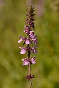 David Plant Photography - Wildlife Photography - Marsh woundwort - A