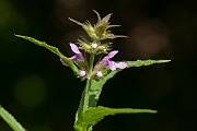 David Plant Photography - Wildlife Photography - Marsh woundwort - B