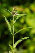 David Plant Photography - Wildlife Photography - Marsh woundwort - C