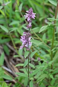 David Plant Photography - Wildlife Photography - Marsh woundwort - D