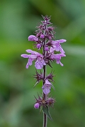 David Plant Photography - Wildlife Photography - Marsh woundwort - E
