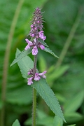 David Plant Photography - Wildlife Photography - Marsh woundwort - F