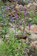 David Plant Photography - Wildlife Photography - Marsh woundwort - G