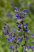 David Plant Photography - Wildlife Photography - Meadow clary - C