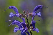 David Plant Photography - Wildlife Photography - Meadow clary - D