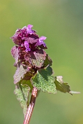 David Plant Photography - Wildlife Photography - Red dead-nettle - B