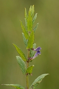 David Plant Photography - Wildlife Photography - Skullcap - A