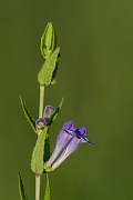David Plant Photography - Wildlife Photography - Skullcap - C