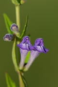 David Plant Photography - Wildlife Photography - Skullcap - D