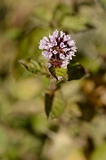David Plant Photography - Wildlife Photography - Water mint - A