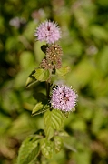 David Plant Photography - Wildlife Photography - Water mint - B