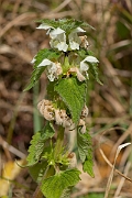 David Plant Photography - Wildlife Photography - White dead-nettle - A