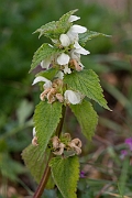 David Plant Photography - Wildlife Photography - White dead-nettle - B