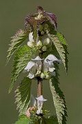David Plant Photography - Wildlife Photography - White dead-nettle - C