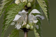 David Plant Photography - Wildlife Photography - White dead-nettle - D