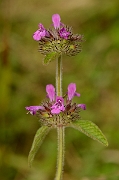 David Plant Photography - Wildlife Photography - Wild basil - A