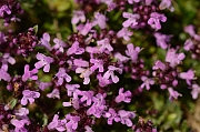 David Plant Photography - Wildlife Photography - Wild thyme - A