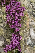 David Plant Photography - Wildlife Photography - Wild thyme - B