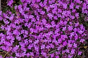 David Plant Photography - Wildlife Photography - Wild thyme - C