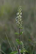 David Plant Photography - Wildlife Photography - Wood sage - A