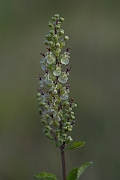 David Plant Photography - Wildlife Photography - Wood sage - B